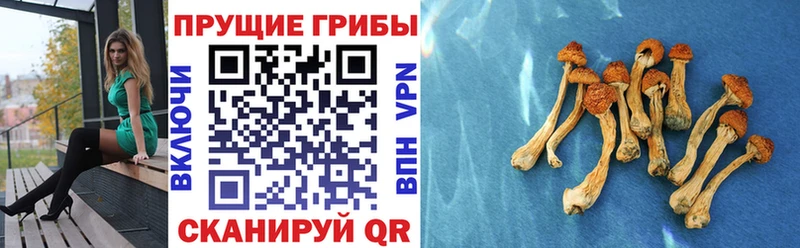 Псилоцибиновые грибы мухоморы  Куртамыш 